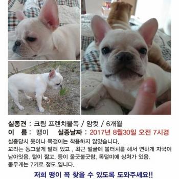 우리가족 땡이를 찾습니다