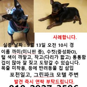 미니핀(강아지)을 찾습니다