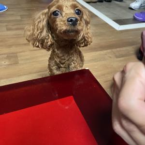 경기도 동두천시 상패동 부근 갈색푸들
