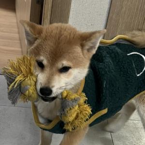 3개월 시바견 여자아이(크림+황색)