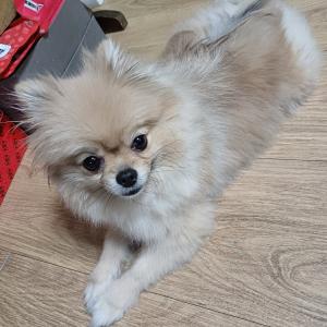 김포에서 암컷 포메임보중입니다