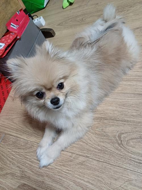 김포에서 암컷 포메임보중입니다