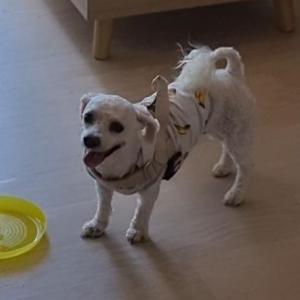 서천군 서면 원두리에서 잃어버린 강아지를 찾습니다