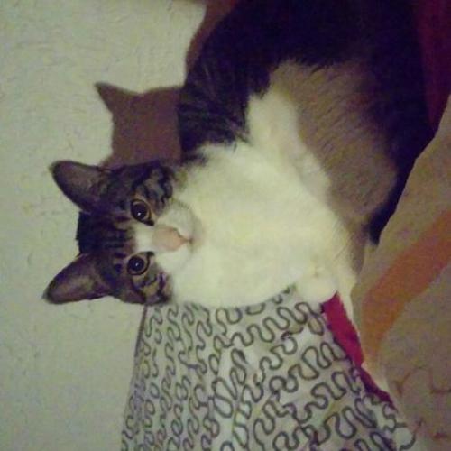 우리 고양이 넨네찾아요