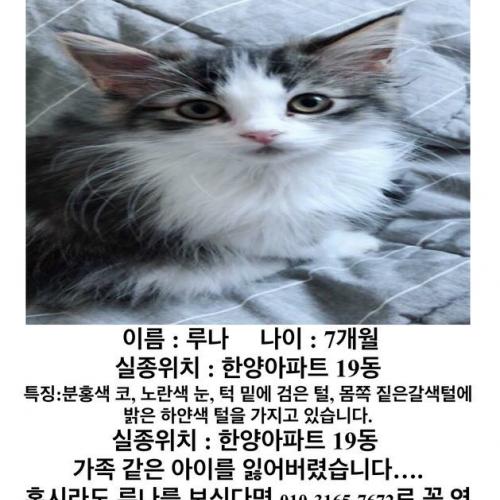 잃어버린 루나(고양이)를 찾습니다.. (안산 본오동)