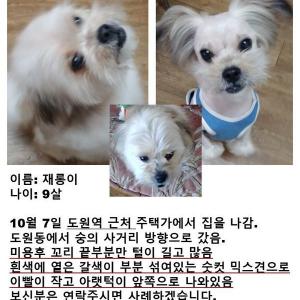 믹스견 숫컷 재롱이를 찾습니다