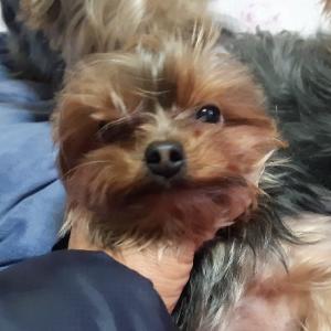 서울 -은평구 -불광동-요키암컷-2kg 해담이를 찾습니다