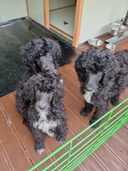 스탠다드 푸들  분양합니다