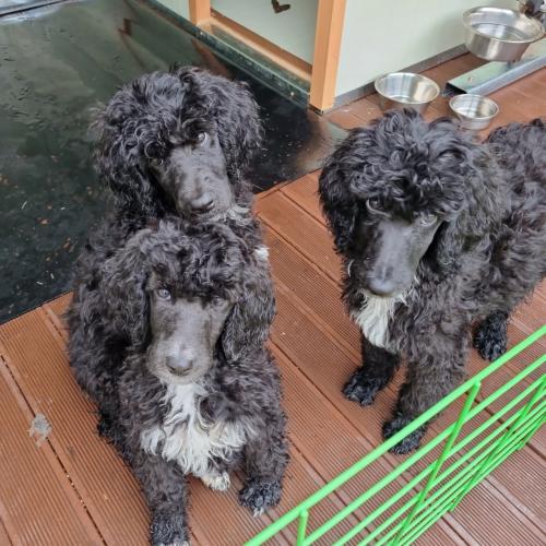 스탠다드 푸들  분양합니다