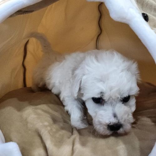 사정으로인해 좋은 주인분 찾아요 2개월 비숑