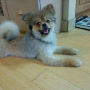 6월 14일 한강둔치 반포지구에서 발견한 수컷 갈색 포메리안 입니다