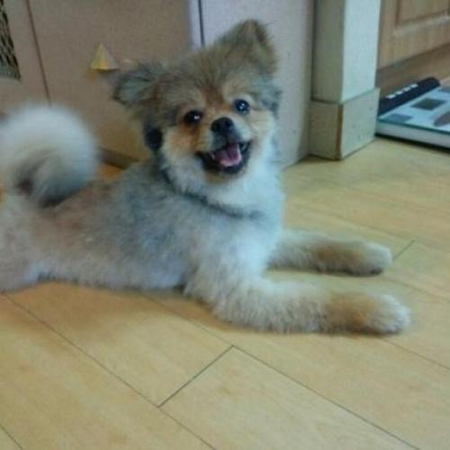 6월 14일 한강둔치 반포지구에서 발견한 수컷 갈색 포메리안 입니다