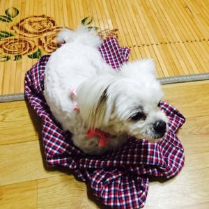 내곡동 주변에서 말티즈믹스를 찾습니다