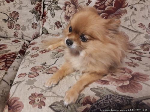 원주시 성지병원 근처에서 포메라니안 추정 강아지 주웠습니다.