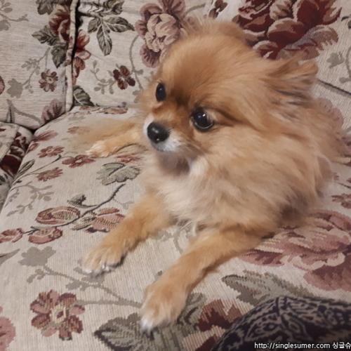 원주시 성지병원 근처에서 포메라니안 추정 강아지 주웠습니다.