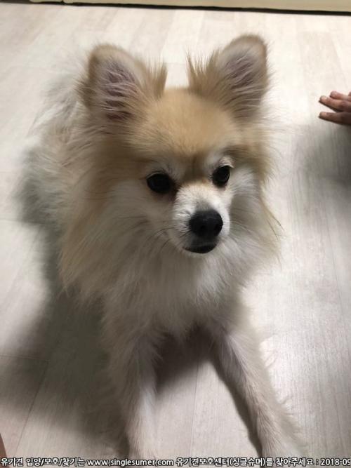 폼피츠이쁜아이가족찾아용