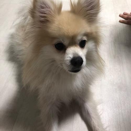 폼피츠이쁜아이가족찾아용