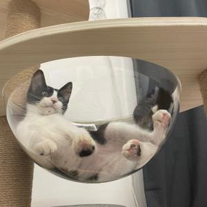 구조한 야옹이 평생함께할 가족을 찾습니다.