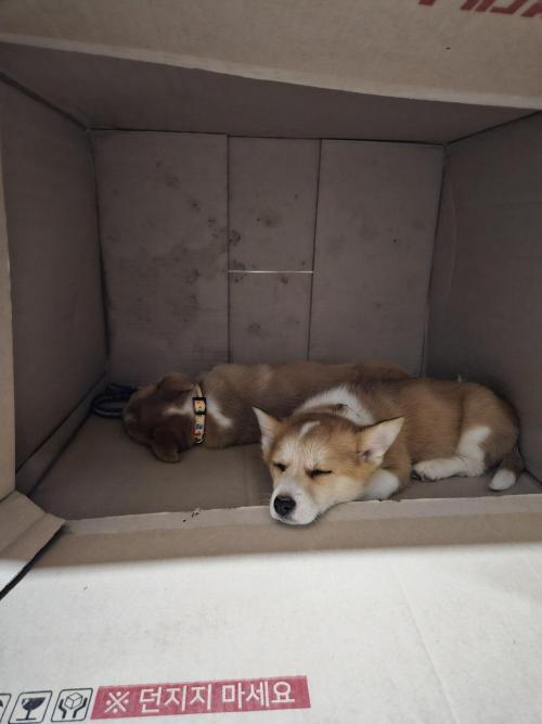 주인을 찾습니다.