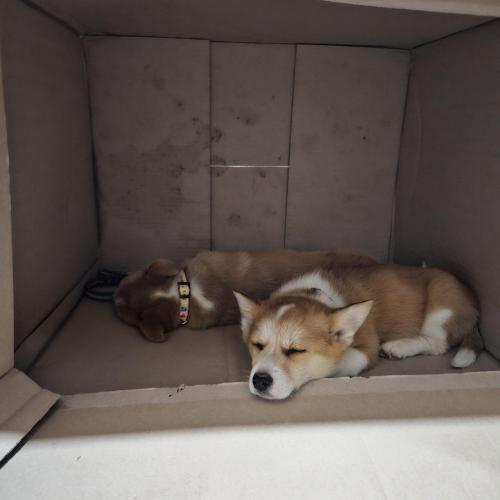 주인을 찾습니다.