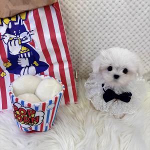 ( 45만 ) 눈같이 하얀 말티즈 왕자님 가족을 찾습니당