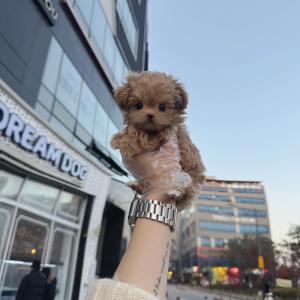 2개월령 사랑둥이 말티푸 분양보냅니당