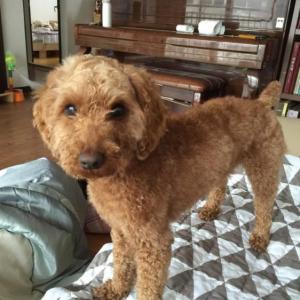 포천 카페촌 직동리  갈색 푸들!!애타게 찾습니다.