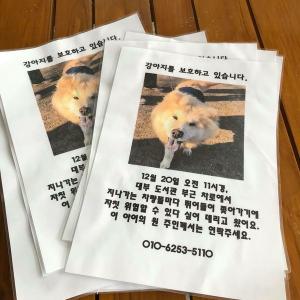 대부남동 차우차우 믹스 남아 보호중