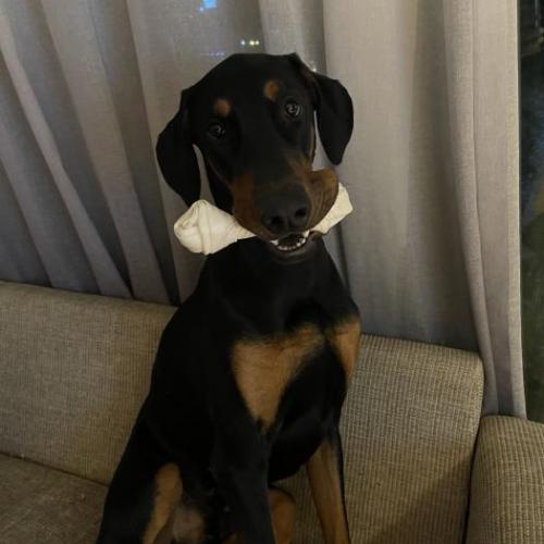 대형견 도베르만 입양하실분 찾습니다. 정말 순하고 착해요