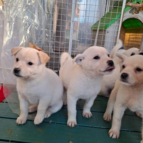 믹스견 분양해요