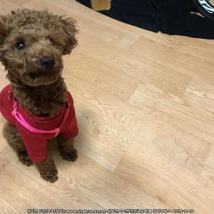갈색 푸들. 서울시 구로구 개봉동 푸르지오 아파트 부근