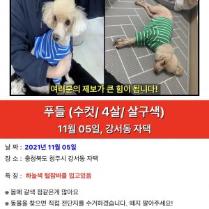 강아지를 찾습니다