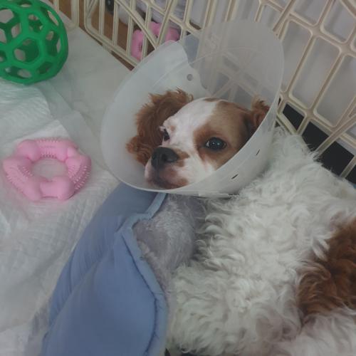 코카푸들믹스 6개월아이 임보중입니다