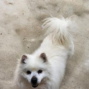 스피츠 남아 찾아요