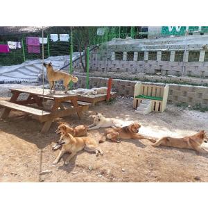 안락사 없는 유기견쉼터를 지켜주세요..