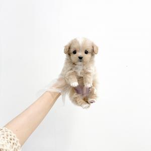 [ 25만원 ] 3개월 크림파티말티푸 책임분양