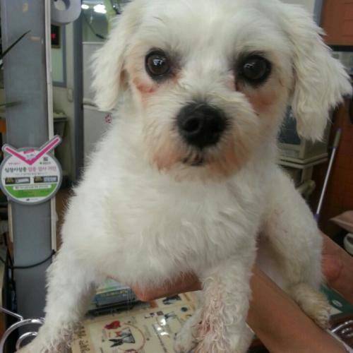 서울 방화역 방화3단지 힁단보도 주변 흰색말티즈 남자 아이보호중!!