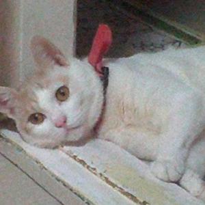 고양이