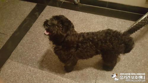 시흥시 정왕동 검은색 강아지 임시보호