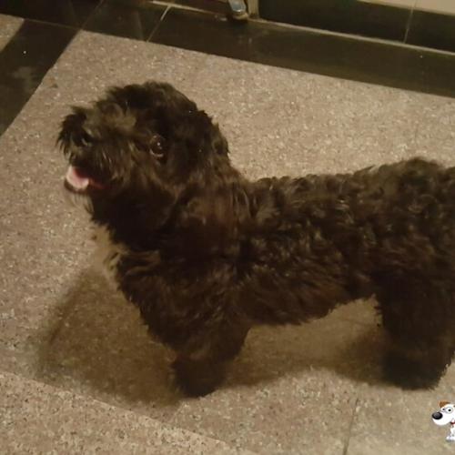 시흥시 정왕동 검은색 강아지 임시보호