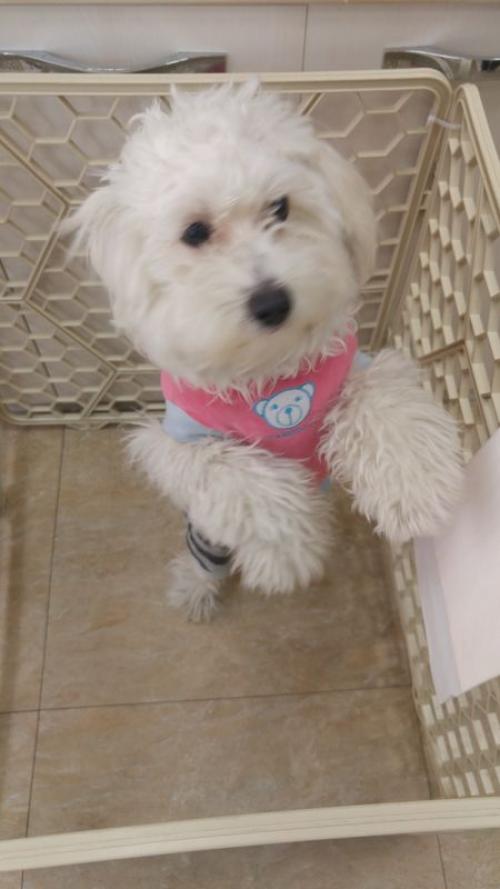 (찾았습니다!) 서초구 잠원동 잠원역 근처에서 하얀 강아지 잃어버리신 분