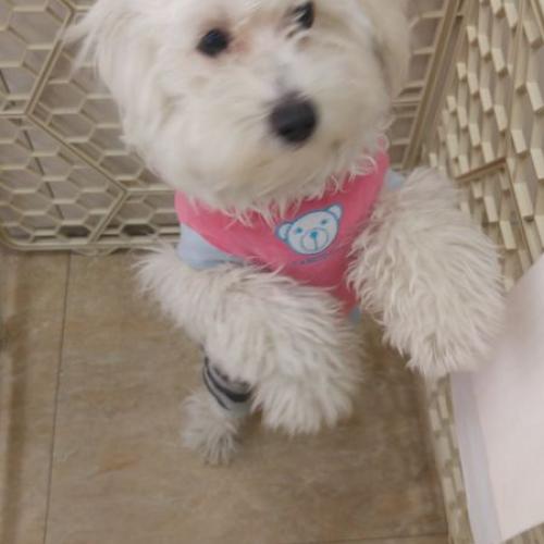 (찾았습니다!) 서초구 잠원동 잠원역 근처에서 하얀 강아지 잃어버리신 분