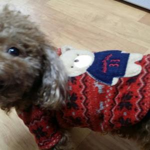 강아지를 찾아요