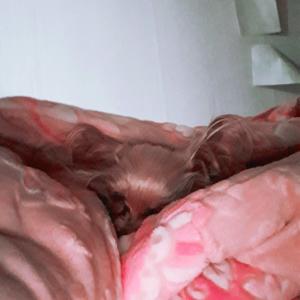 오래전에 잃어버린 또또를 찾아요/수컷/중성화0/우이동/서울/요크셔테리어