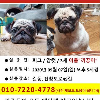 강동구 길동 퍼그 여아 찾습니다  사례있음