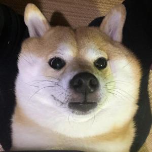 안녕하세요 광명시 소하동/일직동 시바견 '마루' 찾습니다.