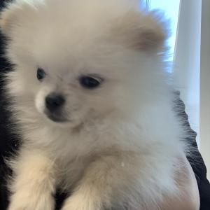 포메라니안(여아) 찾습니다