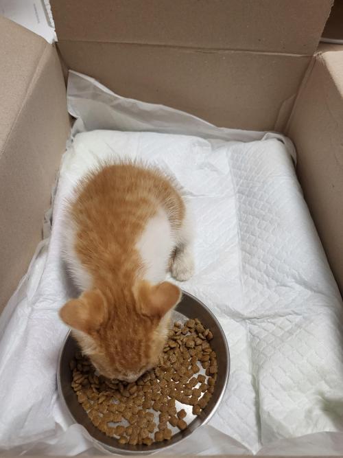 유기묘 아기냥이   보호중입니다.