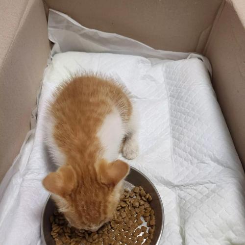 유기묘 아기냥이   보호중입니다.