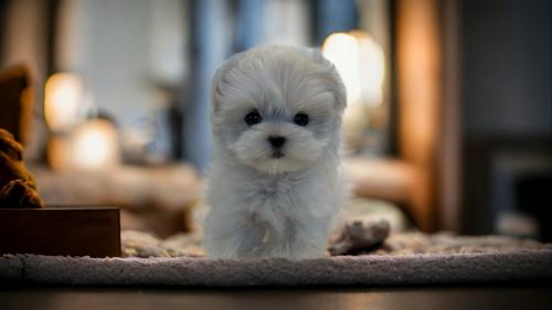 3개월 비숑 솜이의 가족을 찾습니다